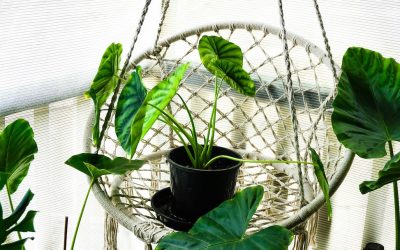 Citizens’ rights to continuity of care are being ignored by RIZIV-INAMI