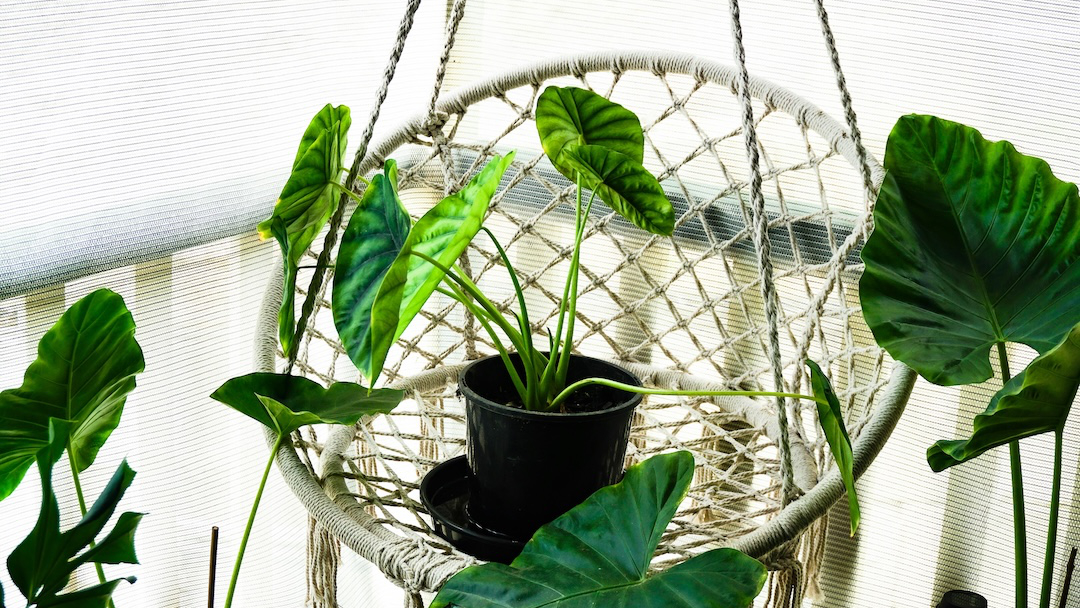 Citizens’ rights to continuity of care are being ignored by RIZIV-INAMI