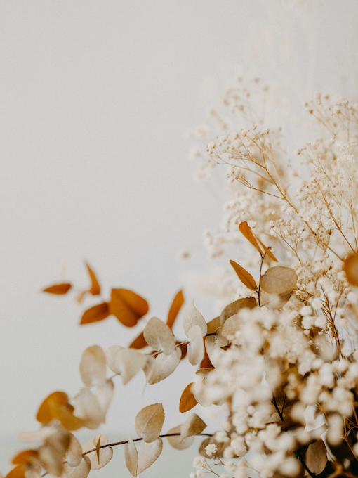 annie-spratt-HD3HH_TeGWs-unsplash Dried eucalyptus leaves and baby's breath flowers arranged against a light, neutral background.