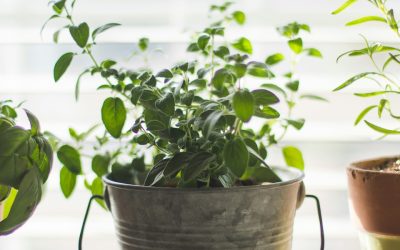 The Foundation for the Rights of Citizens with Obesity: A Key Contributor to MEP’s Study Trip on Obesity and Health System Resilience