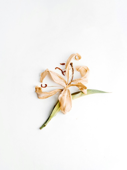 evie-s-2M_7D27k9Ng-unsplash A single wilted lily flower with dried petals and one green leaf lying on a white background.