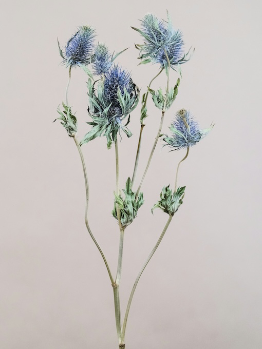 feey-oZRuguIY7Yk-unsplash A close-up of a thistle branch with multiple spiky, purple-blue flowers and green leaves against a plain, light background.
