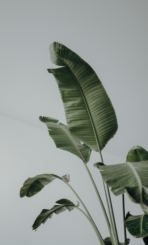 Large green tropical leaves of a plant set against a plain light grey background, photographed from a low angle.
