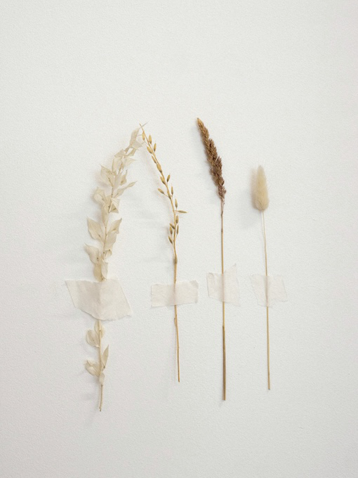ksenia-mostovaya-reYY53ou0oA-unsplash Four dried plant stems are taped vertically to a plain white wall with pieces of transparent tape.
