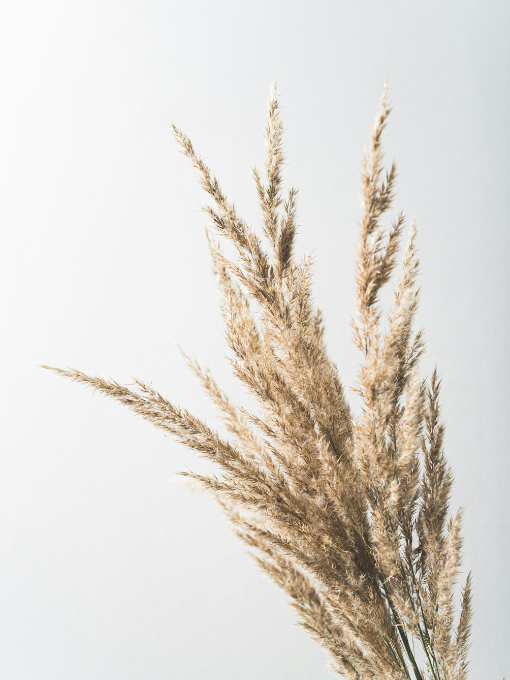 oscar-helgstrand-oxEhuyAlqYk-unsplash A bundle of dried beige pampas grass against a plain white background.