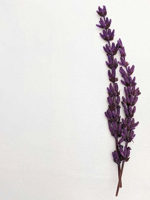 susan-wilkinson-GIeXiksXs6E-unsplash Two sprigs of purple lavender flowers placed on a plain white background.